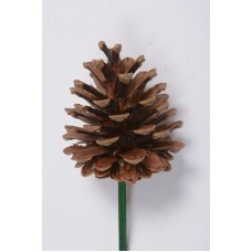 AUSTRIAN PINE CONES  2-3"  BULK- OUT OF STOCK